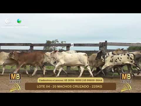 546� LEIL�O VIRTUAL MB LEIL�ES