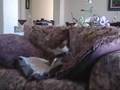 Basenji video