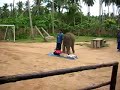 Dr. Elephas Maximus, D.O.'s Sacroiliac OMT on human patient