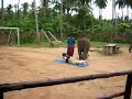 Dr. Elephas Maximus, D.O.'s Sacroiliac OMT on human patient