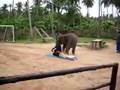 Dr. Elephas Maximus, D.O.'s Sacroiliac OMT on human patient