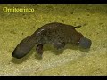 trabalho de biologia   aves e mamíferos