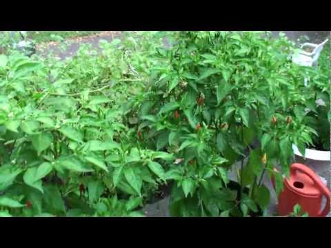 how to fertilize kaffir lime tree