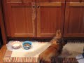 Twirling Dachsie Twirling Dachsie