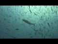 Yongala Wreck Yongala Wreck