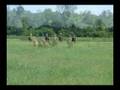 Rising Fawn Equestrian Center