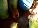 Chicken in my house