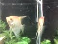 Video, não muito bom, de meu aquário plantado e seus habitantes!!!!! 