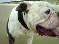 Bulldog Americano video