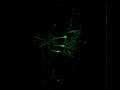 videos de Mouse Brain Sections - 288 Micron - 3D