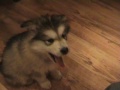 Alaskan malamute puppy (Varga)