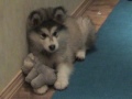 Alaskan malamute puppy (Varga)