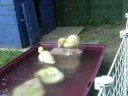 The ducklings 3rd day with us