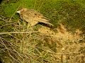 A rare Greater Short-Toed Lark in Castricum, The Netherlands on January 6th 2008. What a great bird!