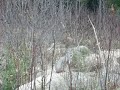 Luchse im Foret Montmorency