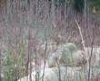 Forêt Montmorency, Québec Luchs, Lynx
