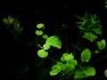 Aquarium planted with natural inspired aquascaping in rivers of Serra da Bodoquena  MS  Brazil  Aquário natural plantado com aquascaping inspirado nos rios da Serra da Bodoquena  MS  Brasil 