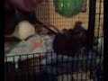 Crazy girlie rats 2 Crazy girlie rats 2