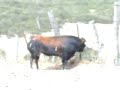 anestesia en el campo anestesia en el campo