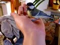 Vogelfang - Wie z�hmt man eine Meise?