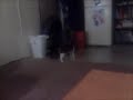 cat screaming cat screaming