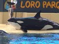 orca ocean en loro parque www elcanalpirata com