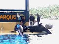 orca ocean en loro parque www elcanalpirata com