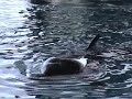 orca ocean en loro parque www elcanalpirata com