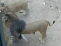 Zoo de Lisboa - briga de le�es