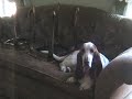 How dare you get me off the couch?