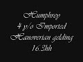 Hunters and Jumpers for sale