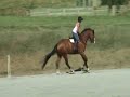 Hunters and Jumpers for sale