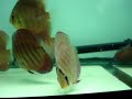 Simply Discus Alenquer update 05-02-08