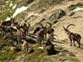 Rencontre avec un troupeau de bouquetins Rencontre avec un troupeau de bouquetins
