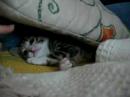 Cat playing Cat playing