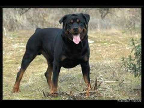 rot weiler