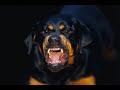 rotweiler