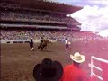 calgary stampede steer riding long go calgary stampede steer riding long go