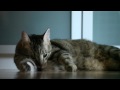 cats - eos 5d mk 2