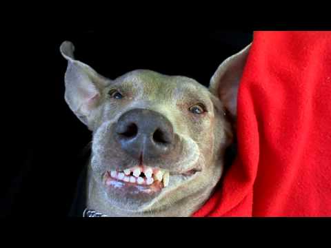how to cure dog farts