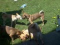 Chihuahua Party