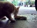 Vegetarian Cat