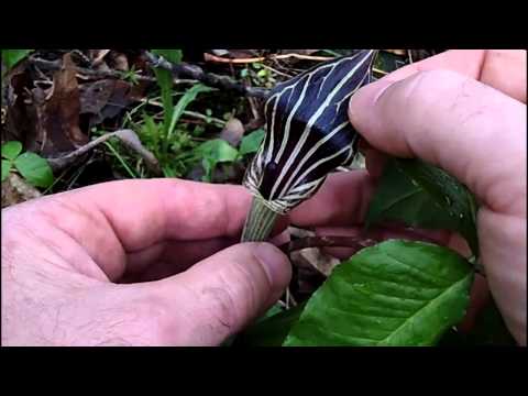 how to transplant jack in the pulpit