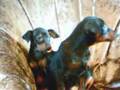 Pinscher-Mini Pinscher Helenka,Halinka Grotius
