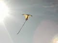 La manta Plage de Berck Stéphane M. Cerf Volant La manta Plage de Berck Stéphane M. Cerf Volant