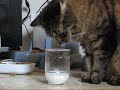 Hampus drikker m�lk..