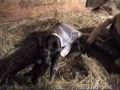 Lolly foaling 07-25-06 Lolly foaling 07-25-06