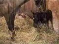 Lolly foaling 07-25-06