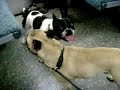 Hot Dog I