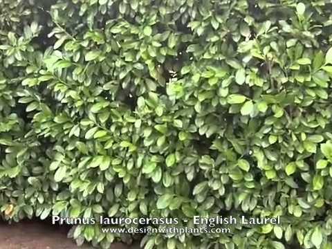 how to transplant english laurel